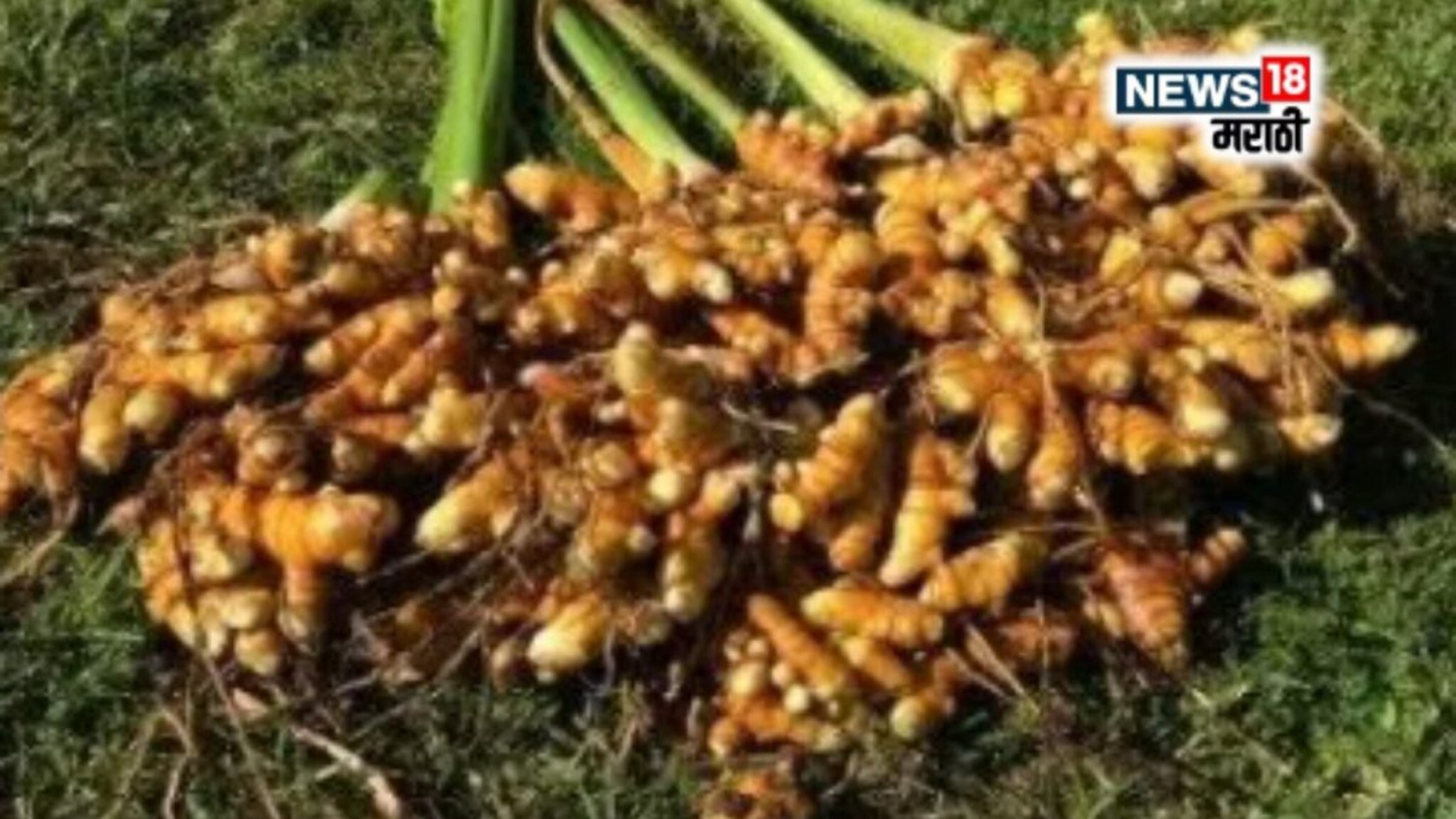 Success Story : आधी देशाची नंतर काळ्या आईची सेवा! माजी सैनिकाने हळद शेतीतून केली बक्कळ कमाई