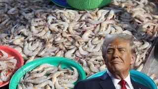Donald Trump Shrimp