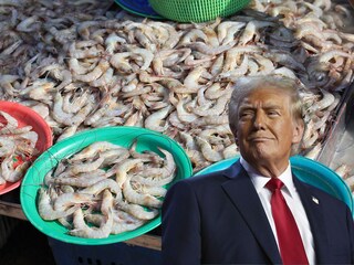 Donald Trump Shrimp Donald Trump Shrimp