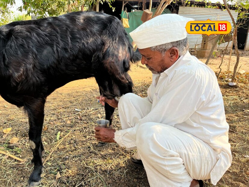 आम्ही हा उपाय आमच्या आजोबा पणजोबापासून उपयोगात आणत आहे. आजही ग्रामीण भागामध्ये ऊन लागल्यानंतर बकरीच्या दुधाचा वापर केला जातो. अनेकांना याबाबत माहिती नाही मात्र ज्यांना माहिती आहे ते बकरीच्या दुधाचा वापर अवश्य करतात, असं देखील काळे यांनी सांगितलं. तेव्हा तुम्हाला देखील कधी उन्हाळीचा किंवा उष्णतेचा त्रास झाला तर बकरीच्या दुधाचा वापर आवश्य करून बघा.