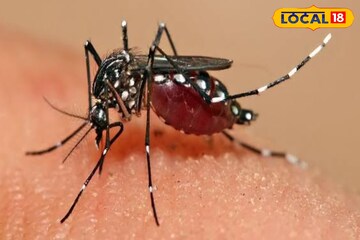 साधेसुधे नाहीत, हे आहेत डेंजर डास, उन्हाळ्यात आजारांचा धोका, घ्या काळजी!