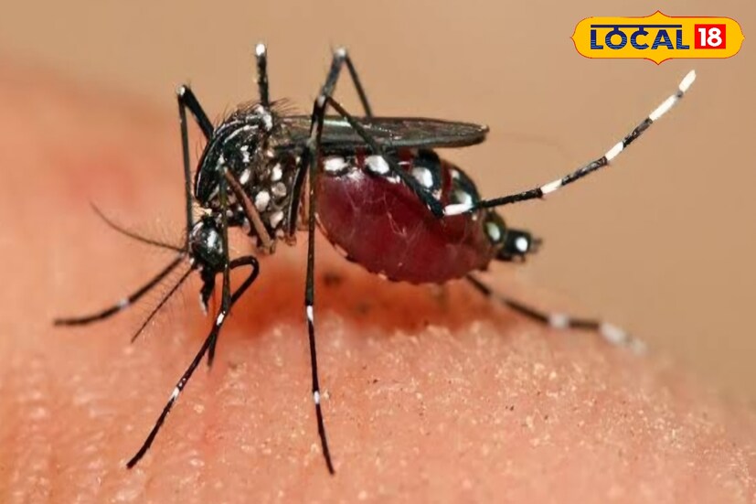 उन्हाळा सुरू झाला की, डासांची उत्पत्ती वाढताना दिसून येते. डासांच्या चांगल्या वाढीसाठी 28 ते 35 अंश सेल्सिअस तापमान पोषक असते. उन्हाळा सुरू झाला की, डासांची उत्पत्ती वाढताना दिसून येते. डासांच्या चांगल्या वाढीसाठी 28 ते 35 अंश सेल्सिअस तापमान पोषक असते.