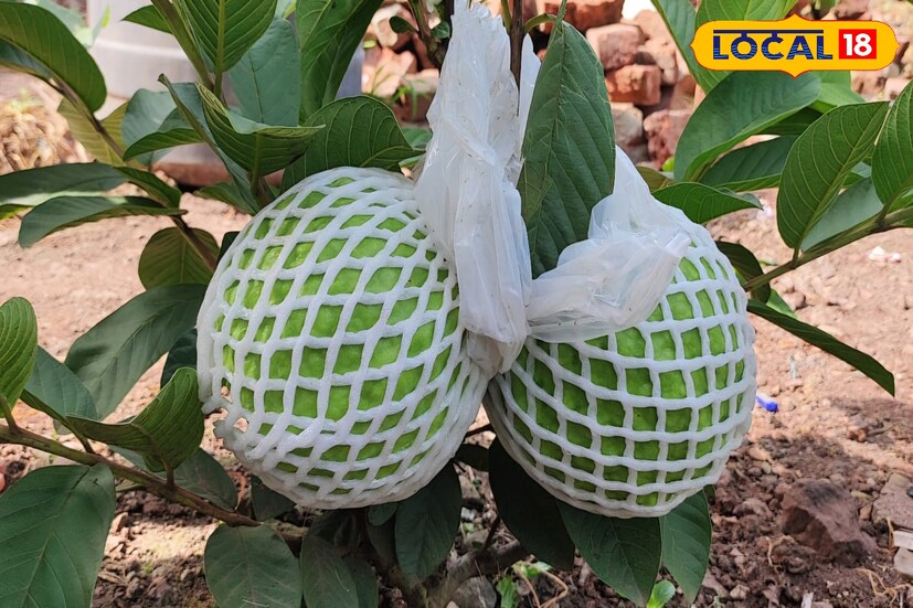 मराठी साहित्यिक व्यंकटेश माडगूळकर यांनी बनगरवाडी या कादंबरीतून लेंगरेवाडी गावचे दुष्काळी परिस्थितीमुळे झालेले विदारक वास्तव मांडले होते. याच गावात आता टेंभू योजनेचे पाणी आले आहे. त्यामुळे आधुनिक शेतीतून काही शेतकरी लाखोंचं उत्पन्न घेत आहेत. मराठी साहित्यिक व्यंकटेश माडगूळकर यांनी बनगरवाडी या कादंबरीतून लेंगरेवाडी गावचे दुष्काळी परिस्थितीमुळे झालेले विदारक वास्तव मांडले होते. याच गावात आता टेंभू योजनेचे पाणी आले आहे. त्यामुळे आधुनिक शेतीतून काही शेतकरी लाखोंचं उत्पन्न घेत आहेत.