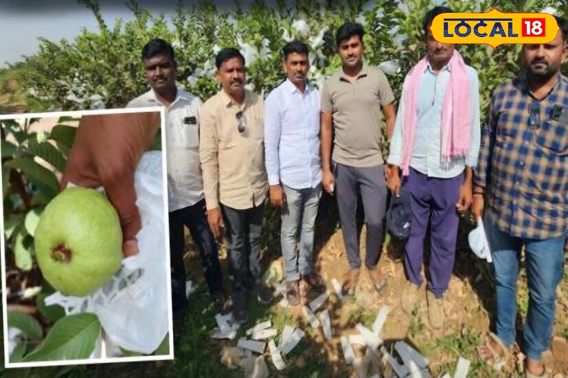 प्रगतशील शेतकरी पांडुरंग डोंगरे हे लेंगरेवाडीच्या फोंड्या माळरानावर आधुनिक शेती करत आहेत. आपल्या शेतीमध्ये विविध प्रयोग करत त्यांनी 5 एकरात तैवान पिंक प्रजातीच्या 7 हजार पेरूच्या झाडांची लागवड केली. 