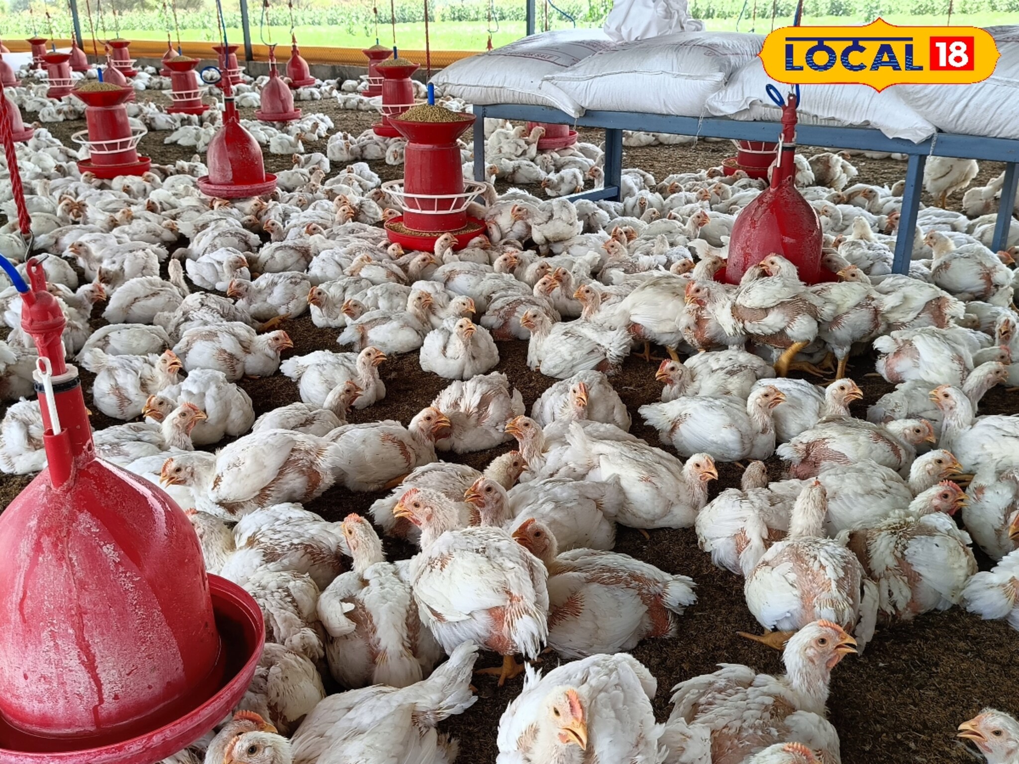 पारंपरिक शेतीला शोधला दुसरा पर्याय, तरुणाने कमावला वर्षाला 11 लाख नफा!