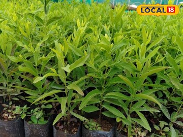 उन्हाळ्यात