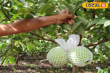 काळ्या रानात पिकवलं सोनं, 20 गुंठ्यात 9 लाखांचा माल, शेतकऱ्यानं कशी केली कमाल? काळ्या रानात पिकवलं सोनं, 20 गुंठ्यात 9 लाखांचा माल, शेतकऱ्यानं कशी केली कमाल?