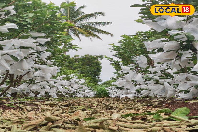 त्यानंतर झाडांची लगेच छाटणी घेऊन पुन्हा पीक धरले आणि पुढील सात महिन्यांत पुन्हा पेरू मार्केटला पाठवले. दुसऱ्या छाटणीनंतर निघालेल्या मालाला म्हैसूरची बाजारपेठ मिळाली. प्रतिकिलो 72 रुपये भाव मिळाला. यातून 6 लाखांचे उत्पन्न मिळाले. 