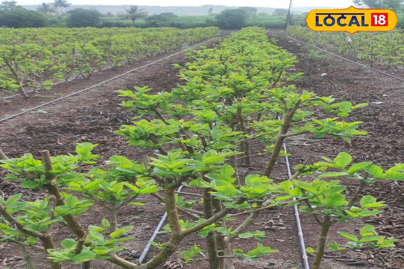 जानेवारी 2022 मध्ये व्हीएनआर जातीच्या पेरूच्या कलमी रोपांची लागवड केली. 150 रुपयांप्रमाणे एक रोप खरेदी करत 400 रोपांची हवा खेळती राहील अशी लागण केली. ठिबकद्वारे पाणी तसेच इस्राइल पद्धतीने खतांचे नियोजन केले. तसेच पाणी आणि माती परीक्षणानुसार वेळोवेळी खतांची मात्रा देऊन झाडांची निगा राखली आहे. 