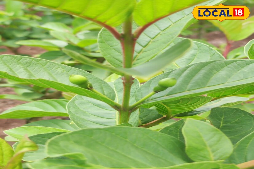 10 महिन्यांत झाडांची छाटणी घेतली आणि तिथून सात महिन्यांत पहिले पीक घेतले. या 20 गुंठे क्षेत्रातून पहिल्या वर्षी 5 टन पेरूचा माल आला. दर्जेदार पेरूस मुंबई मार्केटला प्रतिकिलो 64 रुपये भाव मिळाला. पहिल्याच छाटणीतून तीन लाख रुपयांचा नफा झाला.