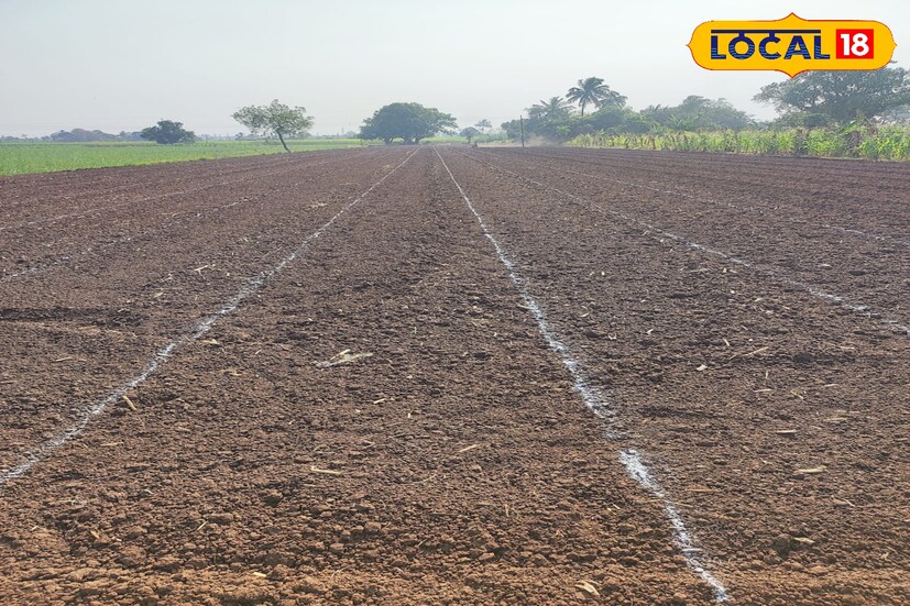 युवा शेतकरी विक्रम संकपाळ यांनी बांबवडे येथील 20 गुंठे शेतात पेरुची लागवड केली. त्यासाठी काळ्या जमिनीत उभी आडवी नांगरट केली. सात ट्रॉली शेणखत घालून तीन फुटी बेड तयार केले आणि तज्ज्ञांच्या मार्गदर्शनाने 6 बाय 10 वरती खड्डे पाडून घेतले. 