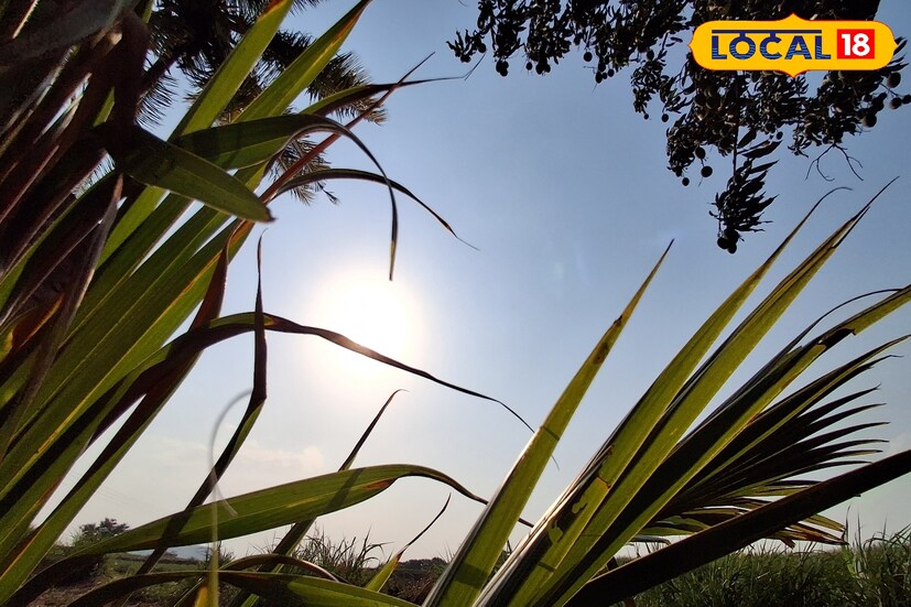 कोल्हापूर जिल्ह्यातील तापमानात अंशतः घट दिसून येते. कमाल तापमान 39 अंश तर किमान तापमान 24 अंश सेल्सिअस इतके राहील. मागील 24 तासात कोल्हापूर जिल्ह्यात 37 अंश कमाल तापमानाची नोंद झाली आहे. पुढील 24 तासात आकाश निरभ्र राहील.