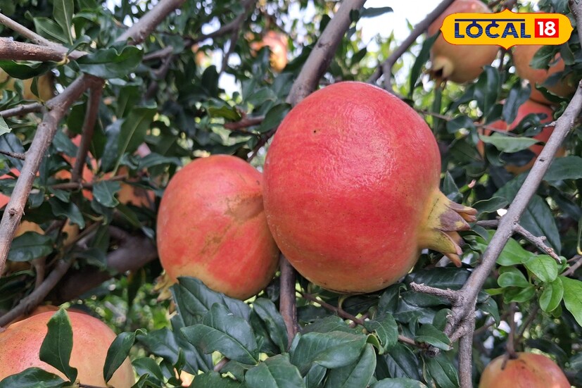 प्रतिकूल हवामानात कष्ट आणि जिद्दीच्या जोरावर सांगलीतील जत तालुक्यातील शेतकरी फळबागातून भरघोस उत्पन्न मिळवत आहेत. जत तालुक्यातील कुलाळवाडी येथील शेतकरी म्हाळाप्पा गणपती मोटे यांनी नोकरीबरोबरच शेतीची आवड जोपासत 2018 मध्ये त्यांनी आपल्या एक हेक्टर माळरान जमिनीत एक हजार डाळिंब झाडांची लागवड केली.