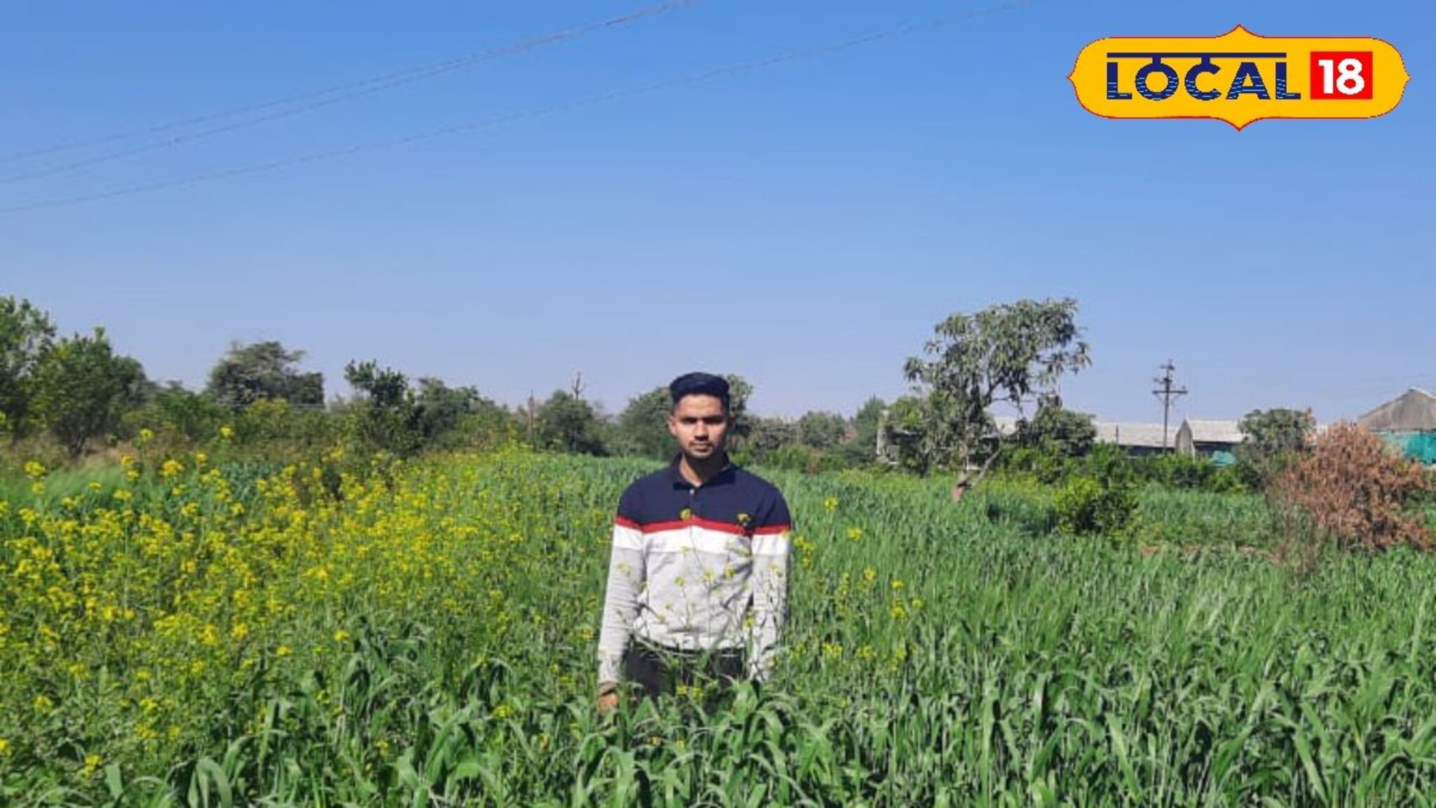 मानलं शेतकऱ्याला, शून्य मशागत तंत्राचा केला वापर, एकरी 20 क्विंटल गहू उत्पन्न