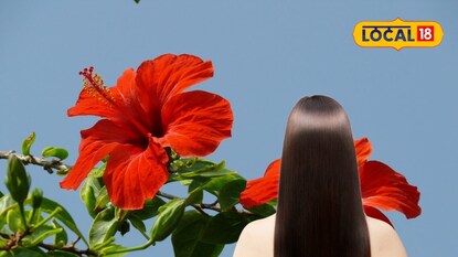 Hibiscus for hair Hibiscus for hair