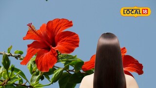 Hibiscus for hair Hibiscus for hair