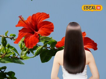 Hibiscus for hair