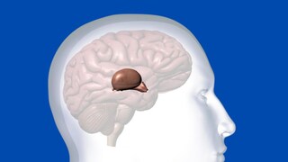 Smallest organ in body,