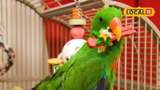 Keeping Parrots Is a Crime