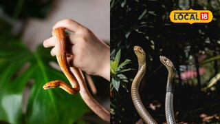 plants that attract snakes, plants that attract snakes,