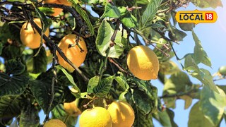 lemon benefits for skin