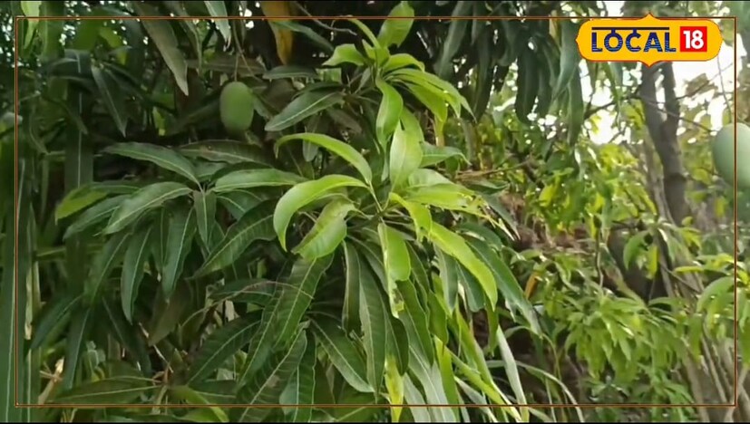 शिक्षण कमी असूनही त्यांनी सोशल मीडियाच्या माध्यमातून सफरचंद लागवडीची माहिती मिळवली आणि हा प्रयोग यशस्वी करून दाखवला. त्यांनी सफरचंदाची शेती प्रायोगिक तत्त्वावर सुरू केली.