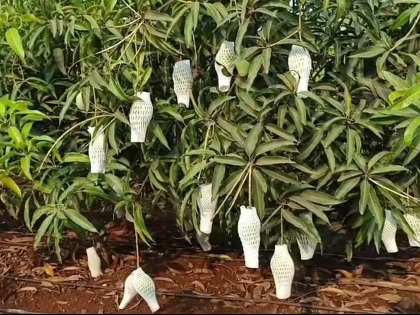 माणगावे यांच्याकडे वडिलोपार्जित साडेतीन एकर शेती आहे. त्यापैकी तीन एकरांत उसाची लागवड केली जाते, तर अर्ध्या एकरात विविध आंतरपिकांचा प्रयोग ते करतात. माणगावे हे व्यवसायाने व्यावसायिक असले तरी त्यांचे कुटुंब शेतीसाठी विशेष वेळ देते. घरातील सर्वच सदस्य शेतीत सहभागी होतात, त्यामुळेच विविध पिकांची लागवड करून ते हे प्रयोग यशस्वी करत आहेत.
