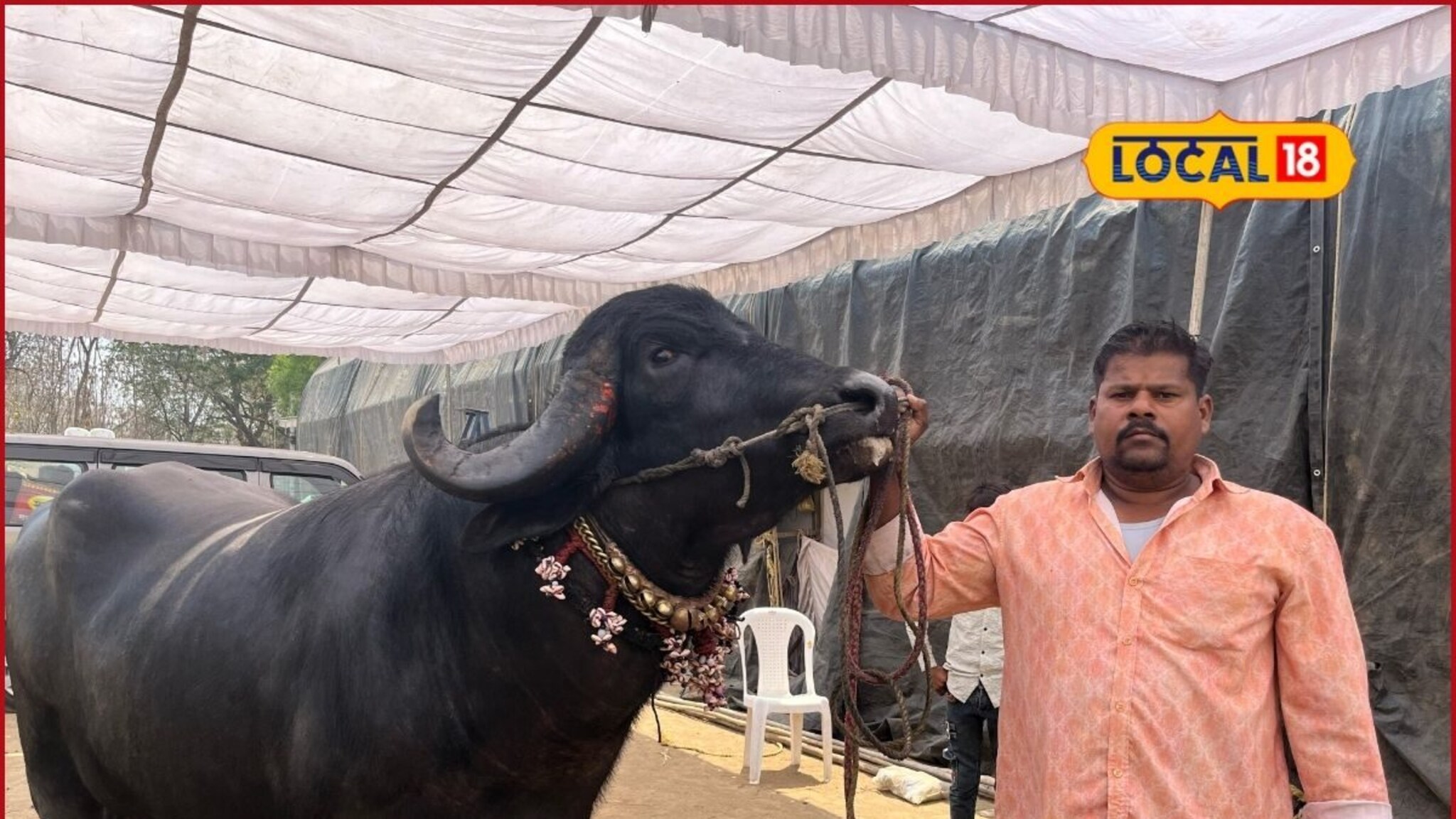 15 लिटर दूध, 10 किलो ढेप, सामानाची यादी नाही, हा रेड्याचा दिवसाचा खुराक!