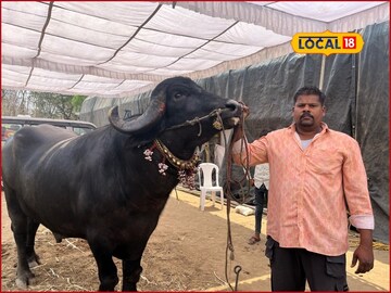 15 लिटर दूध, 10 किलो ढेप, सामानाची यादी नाही, हा रेड्याचा दिवसाचा खुराक!