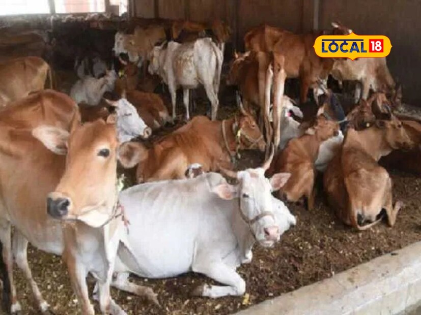  या पाण्यामध्ये तुम्ही 50 ग्रॅम मीठ, 50 ग्रॅम क्षार मिक्सर चांगल्या क्वालिटीचा आणि शंभर ते दीडशे ग्रॅम गूळ या पाण्यात मिक्स करून तुम्ही जर ते पाणी त्यांना प्यायला दिलं तर त्यांना याचा खूप असा फायदा होतो. अशा पद्धतीने तुम्ही तुमच्या दुग्धजन्य जनावरांची काळजी घेऊ शकता, अशी माहिती पशुवैद्यकीय अधिकारी महेश पवार यांनी सांगितली आहे. 