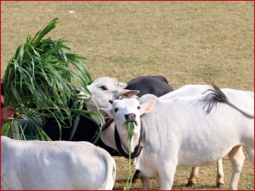 उन्हाळ्याच्या दिवसांत माणसांप्रमाणेच मुक्या प्राण्यांना देखील त्रासाला सामोरं जावं लागतं. रखरखत्या उन्हात जनावरांमध्ये पोटफुगी सारख्या गंभीर आजाराचा धोका असतो. विशेषत: जनावरांचा चारा अचानक बदलला किंवा जास्त हिरवा चारा दिल्यास पोट फुगण्याचा धोका असतो. जनावरांच्या पोटात गॅस झाल्याने ते अस्वस्थ होतात आणि वेळीच उपचार न झाल्यास पोटफुगी जीवघेणीही ठरू शकते. उन्हाळ्याच्या दिवसांत माणसांप्रमाणेच मुक्या प्राण्यांना देखील त्रासाला सामोरं जावं लागतं. रखरखत्या उन्हात जनावरांमध्ये पोटफुगी सारख्या गंभीर आजाराचा धोका असतो. विशेषत: जनावरांचा चारा अचानक बदलला किंवा जास्त हिरवा चारा दिल्यास पोट फुगण्याचा धोका असतो. जनावरांच्या पोटात गॅस झाल्याने ते अस्वस्थ होतात आणि वेळीच उपचार न झाल्यास पोटफुगी जीवघेणीही ठरू शकते.