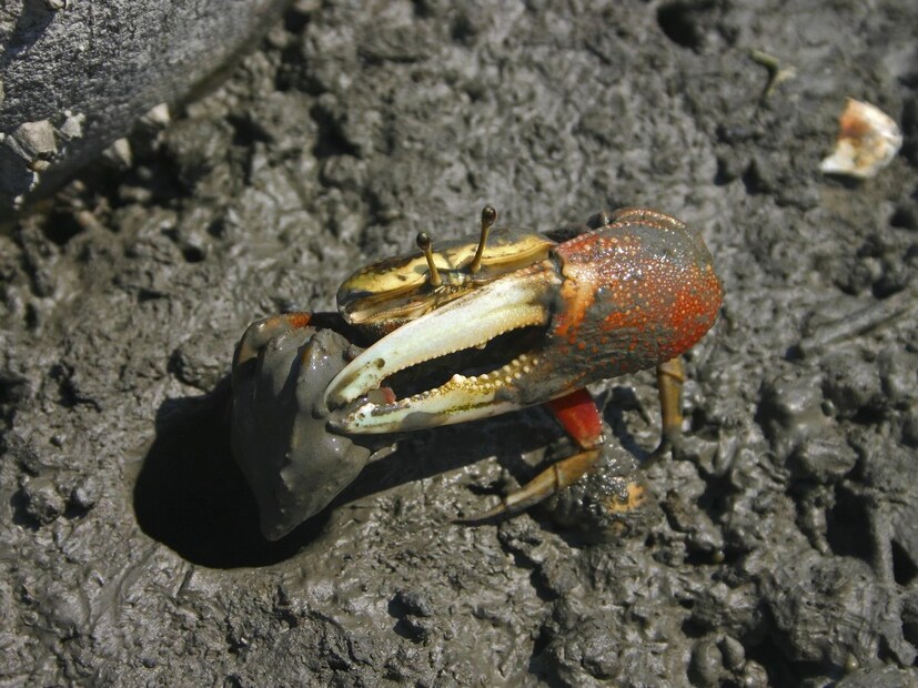 युरोपियन फिडलर क्रॅब जे दक्षिण युरोपात आढळतात. या प्रजातीचे नर खेकडे. जे मोठ्या नखांसाठी जगभरात ओळखले जातात.  पार्टनरला प्रभावित करण्यासाठी ते भूगर्भात विशेष सिग्नल पाठवतात, जे अगदी भूकंपाच्या लाटांसारखे असतात.