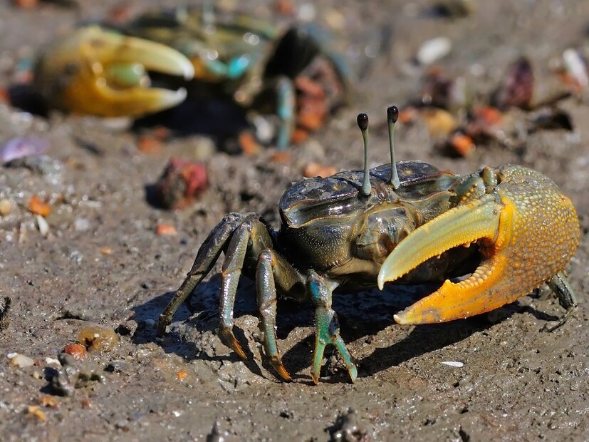 शास्त्रज्ञांच्या मते, हे खेकडे त्यांच्या जोडीदारांना आकर्षित करण्यासाठी मोठ्या ताकदीने त्यांचे पंजे किंवा कवच जमिनीवर मारतात. ज्यामुळे भूकंपाच्या वेळी निर्माण होणाऱ्या कंपनासारखीच कंपनं पृथ्वीवर निर्माण होतात. मादी या कंपनांच्या आधारे नराच्या ताकदीचा अंदाज घेते आणि स्वतःसाठी योग्य जोडीदार निवडते. (सर्व फोटो : प्रतीकात्मक)
