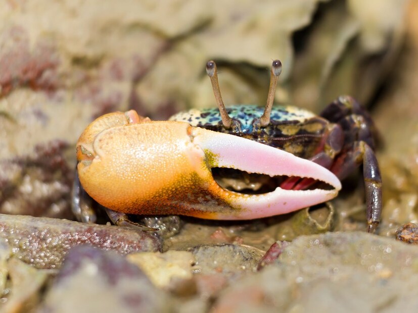 शास्त्रज्ञांनी 8 हजारांहून अधिक खेकड्यांवर संशोधन केलं. जेव्हा शास्त्रज्ञांनी हा आवाज रेकॉर्ड केला आणि तो समजून घेण्याचा प्रयत्न केला तेव्हा त्यांना याबाबत माहिती झाली.