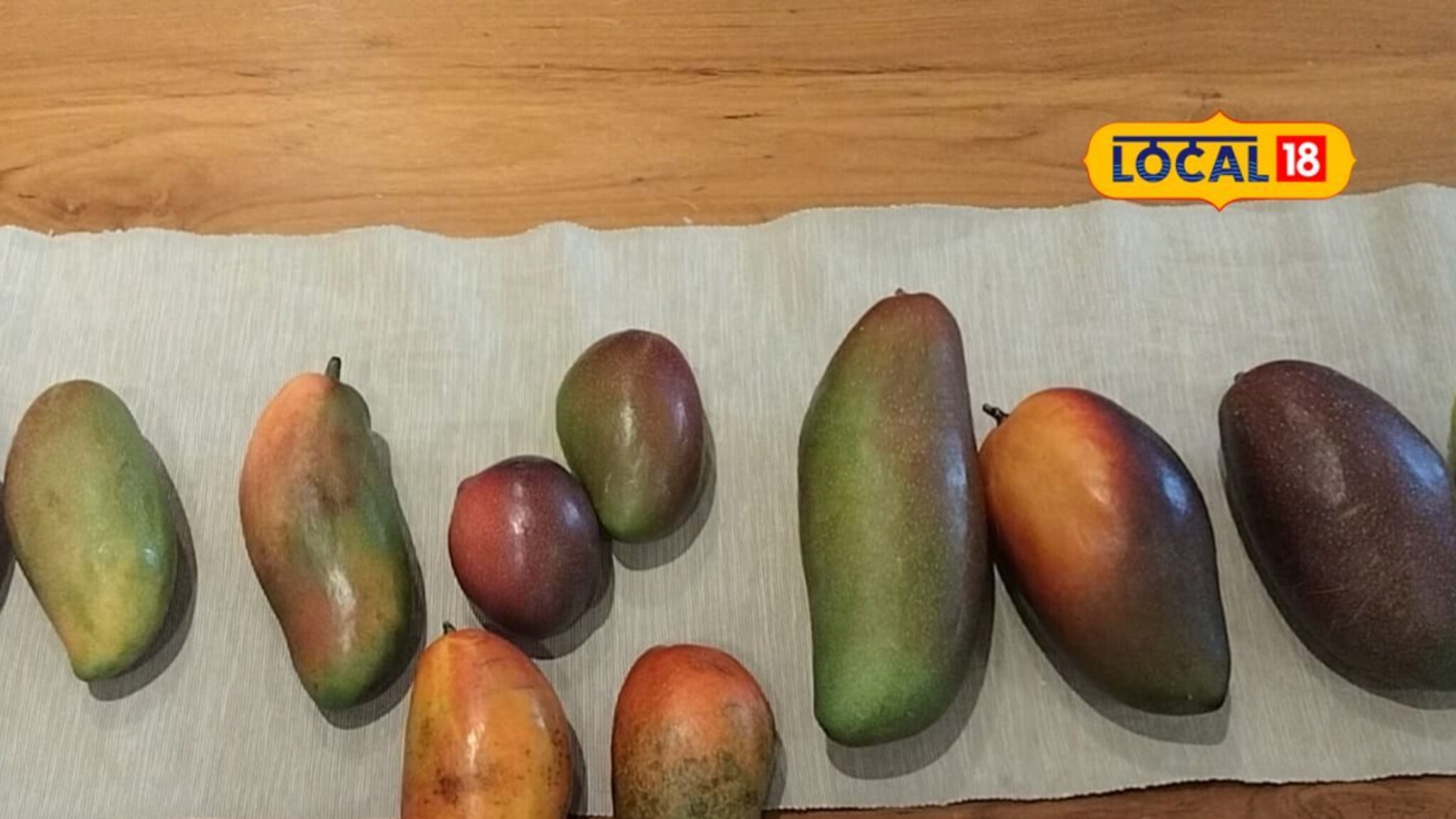 10 आंब्यात येईल तोळाभर सोनं, परभणीच्या शेतकऱ्याने पिकवला पैसे देणारा आंबा, Video