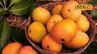 Mango health effects