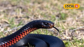 Snake bites in summer