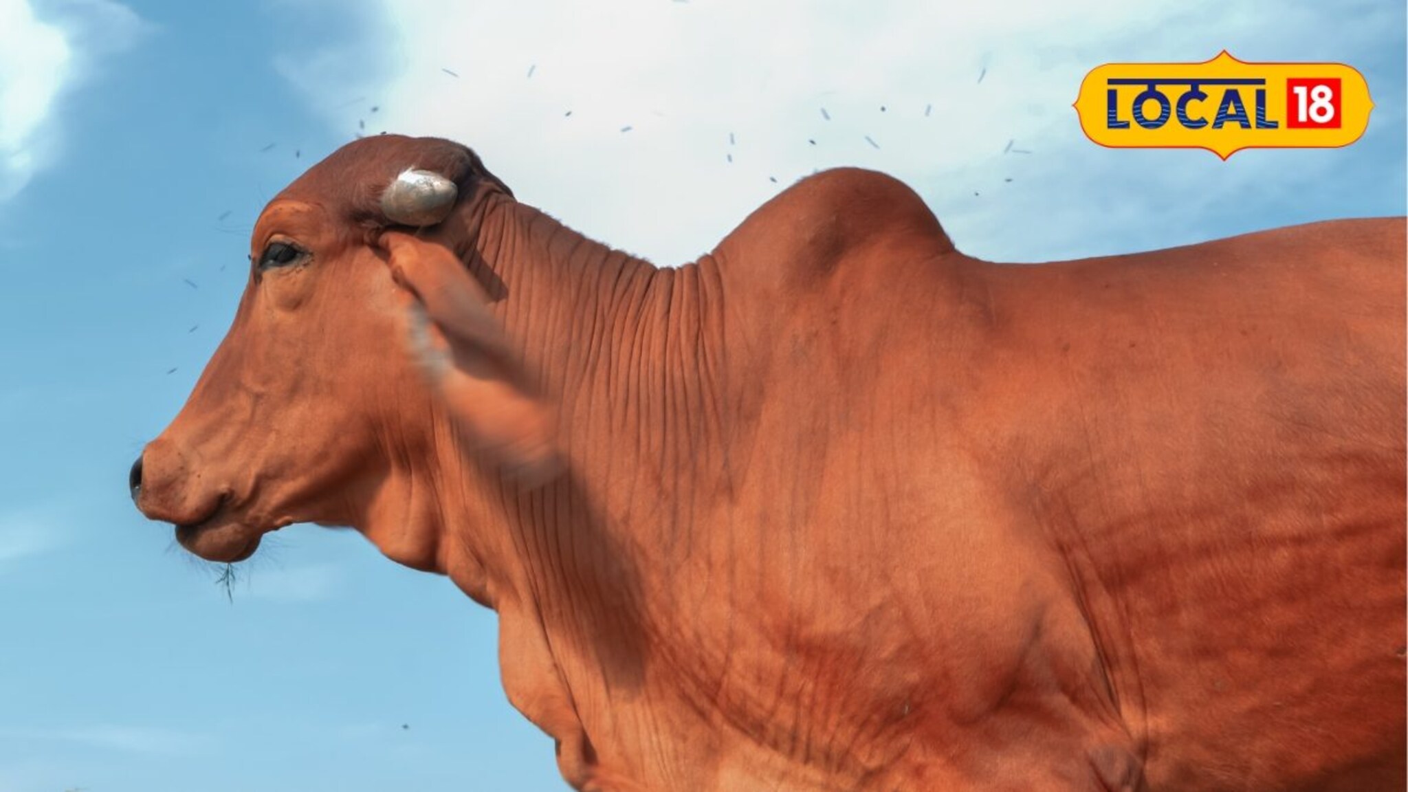 Success story : ना नोकरी, ना व्यवसाय... 'या' तरुणाने सांभाळल्या गीर गायी, आता करतोय लाखोंची कमाई