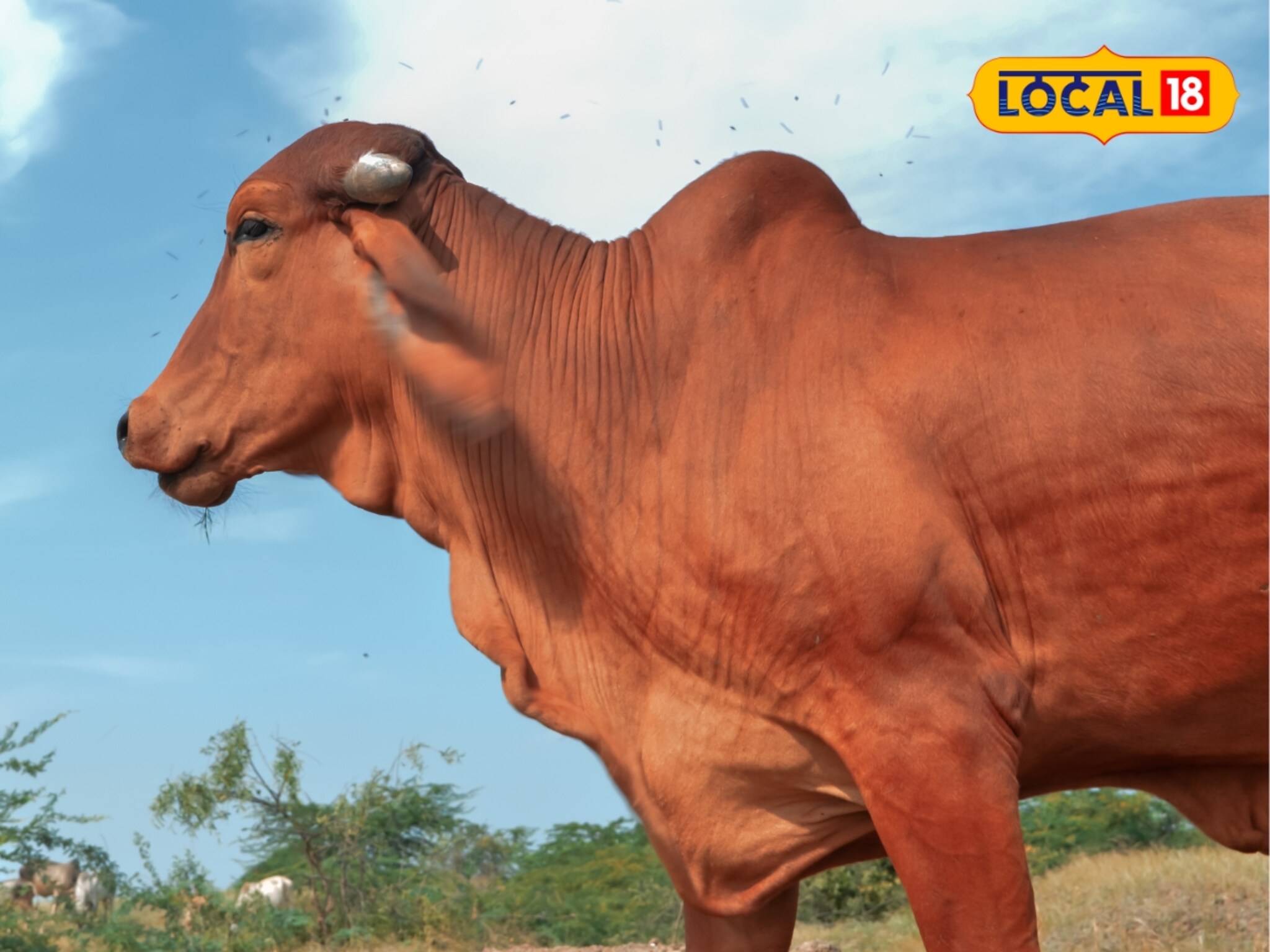 Success story : ना नोकरी, ना व्यवसाय... 'या' तरुणाने सांभाळल्या गीर गायी, आता करतोय लाखोंची कमाई