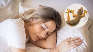 lizard dream meaning