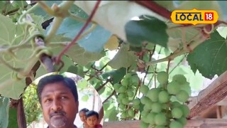 Grape farming in Chhattisgarh