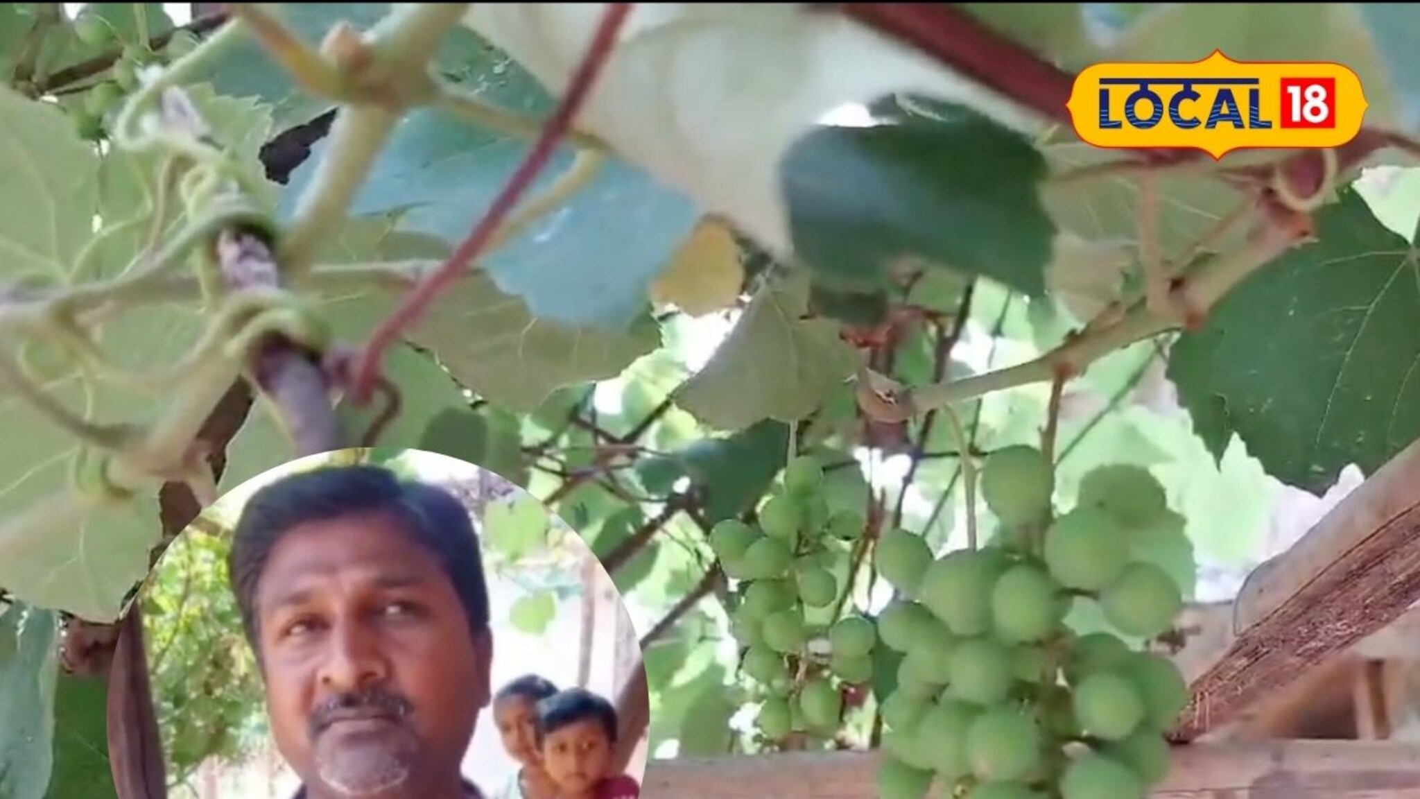 छत्तीसगडमध्ये द्राक्षांचा बहर! शेतकऱ्यांनी घेतली ₹300 रोपं अन् झाले मालामाल, महाराष्ट्रातून घेतली प्रेरणा