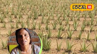 Aloe vera farming women