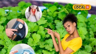 Green Coriander Benefits