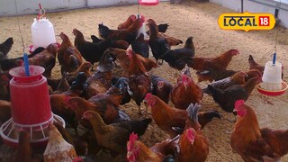 Poultry farming success