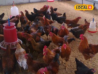 Poultry farming success