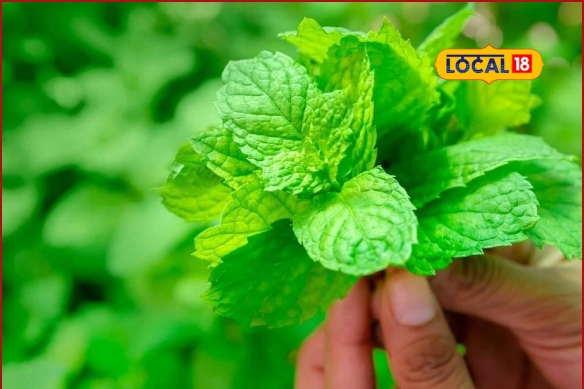 गॅस, अपचन सतावतंय? महागड्या औषधांचा नाद सोडा, ही 2 पानं तोंडात टाका अन् चमत्कार