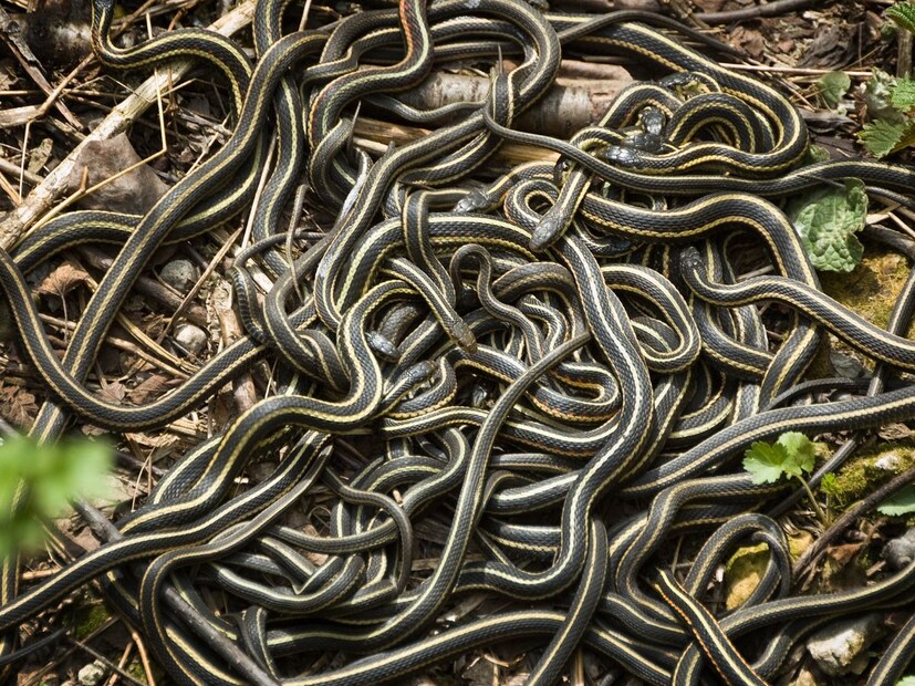 2020 साली एक संशोधन करण्यात आलं. कॅनडातील संशोधकांना आढळलंकी गार्टर स्नेक इतर सापांच्या तुलनेत एकत्र राहणं पसंत करतात. मादा गार्टर सापांचा समूह बनण्याची शक्यता जास्त असते. जेव्हा साप दुसरीकडे जातात तेव्हा आपल्या मागील साथीदारांशी किंवा समूहाशी जोडण्यासाठी ते एक मार्ग शोधतात.