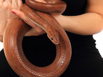 Snake Facts : कुत्रा, मांजराप्रमाणे माणसाची सापाशीही मैत्री होऊ शकते का? Snake Facts : कुत्रा, मांजराप्रमाणे माणसाची सापाशीही मैत्री होऊ शकते का?