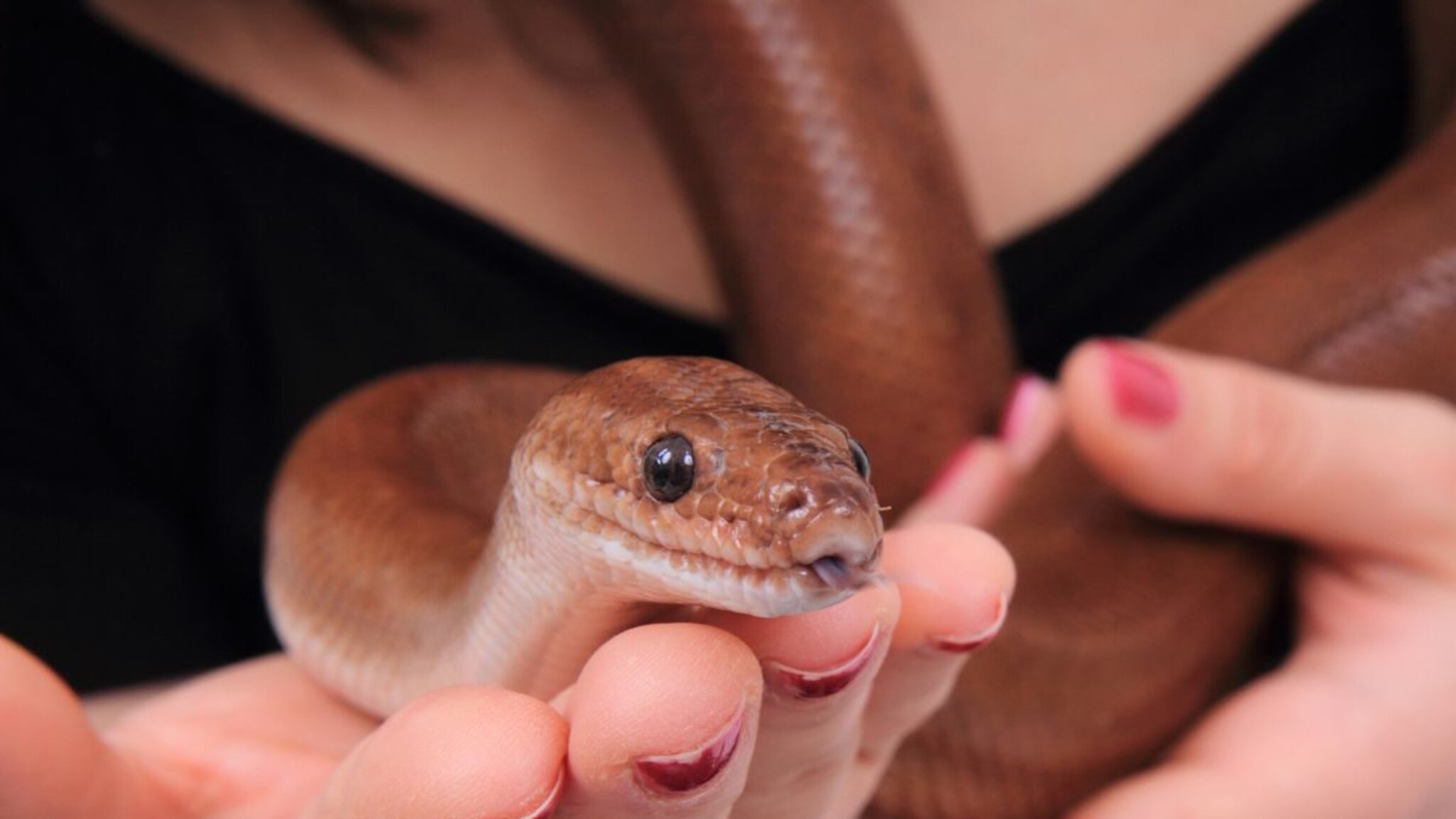 Snake Facts : कुत्रा, मांजराप्रमाणे माणसाची सापाशीही मैत्री होऊ शकते का?